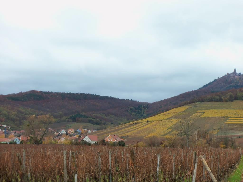 Apartment Route Du Vin Centre Alsace Оршвиллер Номер фото